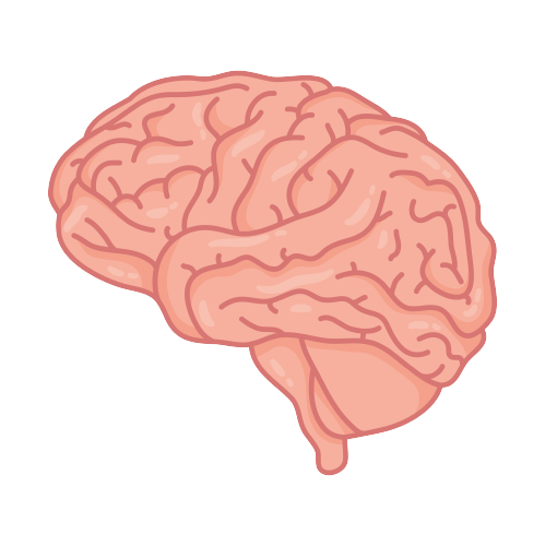 A human brain